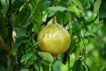 Isolated Green pomegranate (Dalim) fruit on the tree in leaves, Blur Background