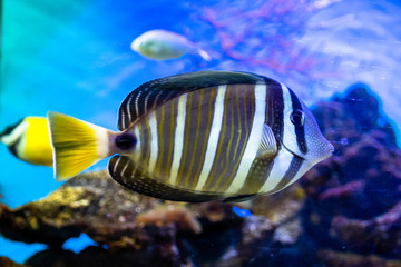 Fototapeta na wymiar Exotic sea fishes in a aquarium