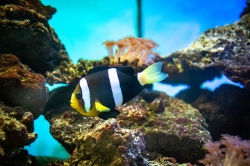 Fototapeta na wymiar Exotic sea fishes in a aquarium