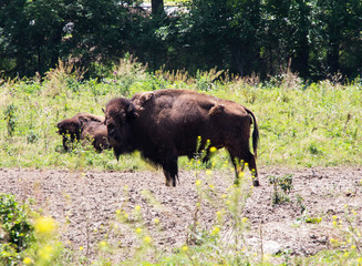 Powerful Bison