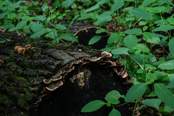 Fungus on a rotting log