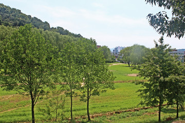 Fototapeta premium 나무사이 길