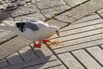 White dove eating a cookie on city sidewalk
