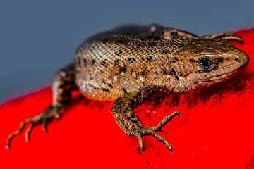 Brown lizard on red background 15