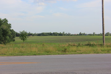 Fototapeta premium Soybean Fields