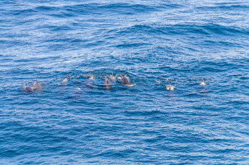 Fototapeta premium A group of Long-Finned Pilot Whales -Globicephala melas- swimming in the South Atlantic Ocean, near the Falkland Islands