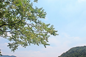 붉나무