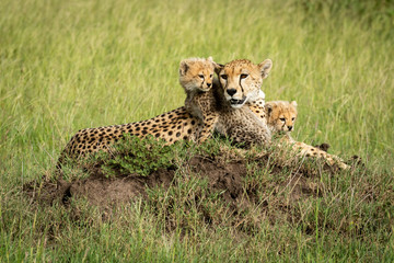 Cheetah cubs lie on mound by mother