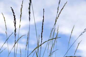 grass and sky