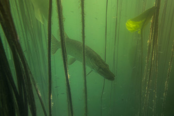 Adventurous picture of wild pike in nature habitat. Huge water volume with offshore vegetation in green tones color with big fish in the middle.