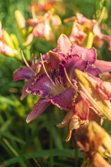 Pink day lily flowers in a garden in the Summer