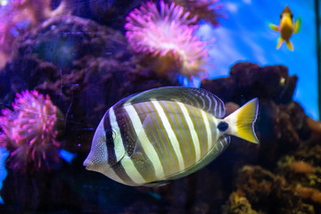 Exotic sea fishes in a aquarium