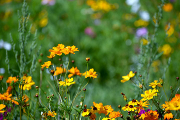 Close-up of Orange Wildflowers
