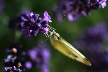 butterfly on flower