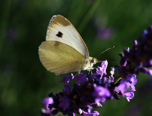 butterfly on flower