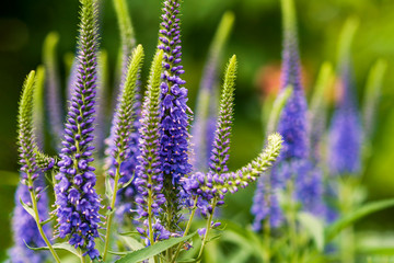Fototapeta premium The bright blossoms of blue Speedwell on a background of green leaves. Macro. Selective focus.