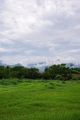 Fog on the mountain behind the green forest