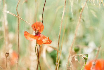 Close up of red poppy flowers