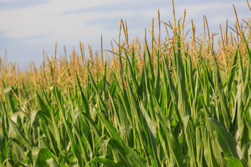 Obraz premium corn field