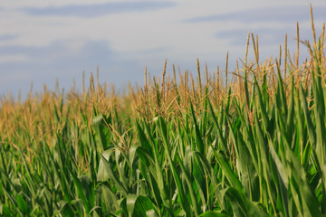 corn field