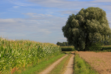 Fototapeta premium Rural corn field view