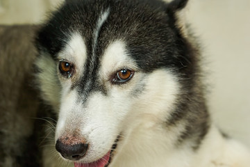 The head of the Siberian dog That was brought to the tropics