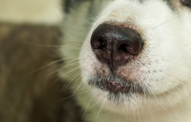 The nose area of ​​Siberian dogs. It has a black nose and white hair.