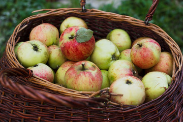 apple in basket