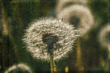  delicate dandelions growing on the green lawn in the warm rays of the summer sun