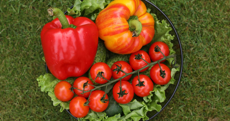 Macro of juicy eco tomatoes on a branch.