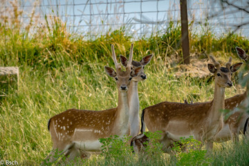 Rehe im Gehege
