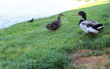 Ducks walk on the green grass near the lake