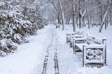 Naklejka premium rows of fir trees in snowy winter. beautiful pine trees in the snow in the park. spruce in a snowstorm
