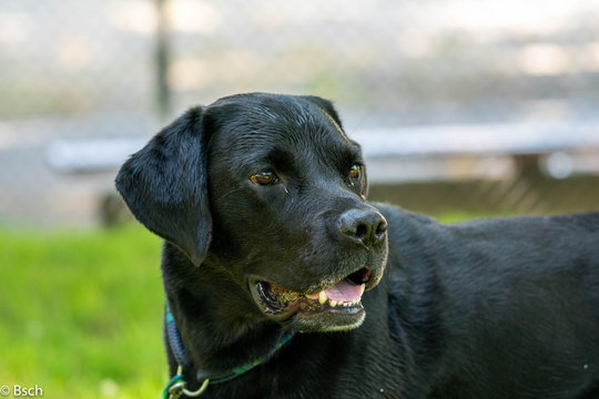 Labrador Bagheera