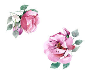 Hand-drawn flower watercolor illustration. Set of delicate rose branch with flowers isolated on white background. Illustration for design, background or print.