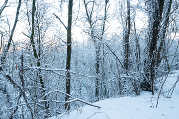 Fototapeta premium snow covered trees in the park. Beautiful winter forest trees in the snow. bare branches in the snow in winter