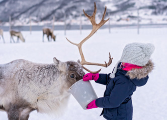 Little girl feeding reindeer in winter