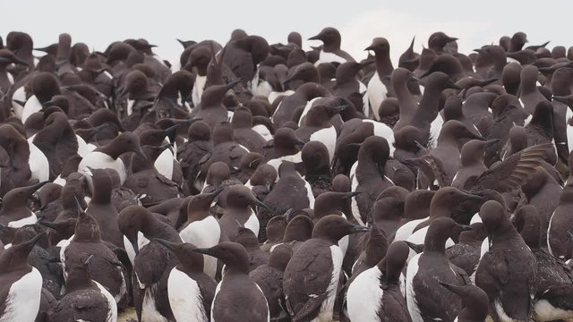 Guillimot (Uria aalge) on a rock.