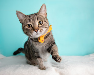 Cute young adult short hair rescue cat playing with a cat toy and wearing a bow tie © Ashley