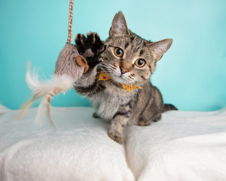 Cute young adult short hair rescue cat playing with a cat toy and wearing a bow tie