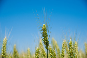 Fototapeta premium Ripening wheat field