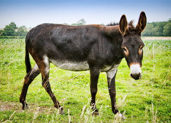 Brown donkey on meadow in France