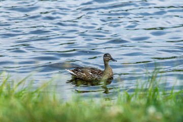 duck in water