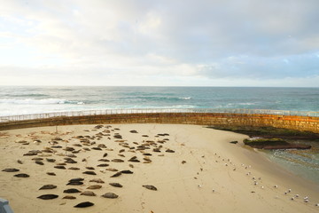 Seals on a Beach 