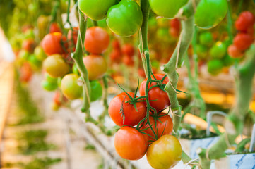Ripe tomato plant growing in greenhouse