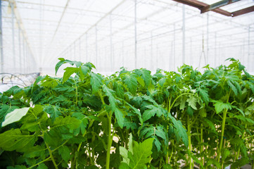 Rows of tomato plants growing inside big industrial greenhouse