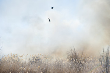 Fire, strong smoke. Burning reed in the swamp. Natural disaster