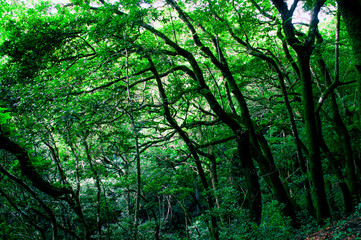 Beautiful deep and dense forest in Anaga rural park in Tenerife