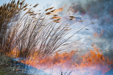 Fire, strong smoke. Burning reed in the swamp. Natural disaster