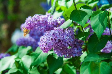Spring branch of blossoming lilac